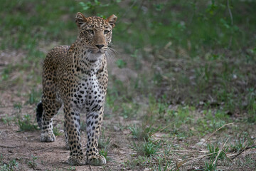 Female Leopard (Panthera pardus) hunting in South Luangwa National Park, Zambia