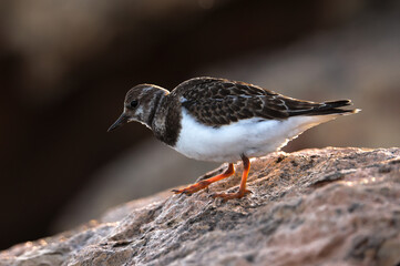 juvenile ruddy turnstone Arenaria interpres