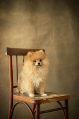 Pomeranian dog sitting on the chair in the studio. Vintage style.