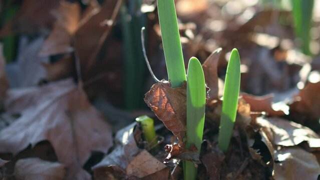 fresh greenery in spring 4k 25fps video