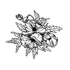 Close-up of a bouquet of meadow poppies. Black and white outline illustration, hand drawn artwork isolated on white background. - 755532640