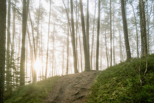 Kiefernwald im Morgennebel