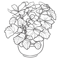 bunch of begonia flowers in a vase, vector illustration line art