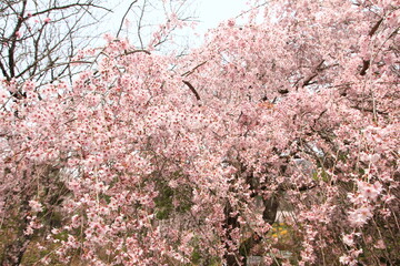 桜咲く冨士霊園。花曇りのもと、桜に彩られる公園墓地。