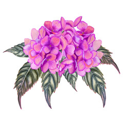 Pink hydrangea with leaves watercolor illustration. Hand drawn image of a flowering bush on an isolated background. For cards and design.