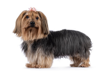 Adult Yorkshire Terrier dog, standing side ways. Pink bow tie in hair. Looking towards camera....