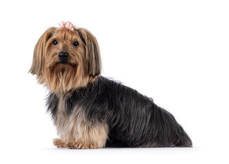 Adult Yorkshire Terrier dog, sitting up side ways. Pink bow tie in hair. Looking towards camera. Isolated on a white background.