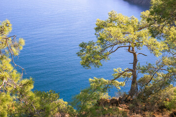 Fototapeta na wymiar Beautiful summer coast with mountains, blue sea and pine trees. Cirali, Antalya Province in Turkey.