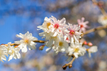 Blossom white flowers of almond tree on the background of blooming garden and blue sky in springtime.