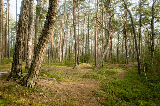 Kiefernwald im Morgennebel