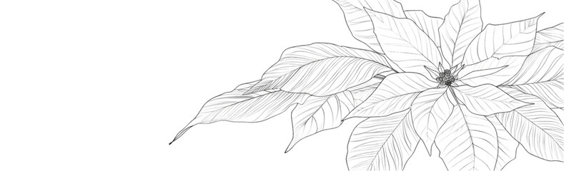 Continuous line drawing of a poinsettia flower isolated on a transparent background