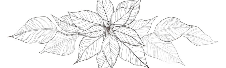 Continuous line drawing of a poinsettia flower isolated on a transparent background