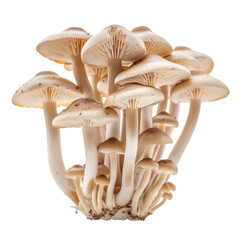 Cluster of Edible Mushrooms Isolated on Transparent Background