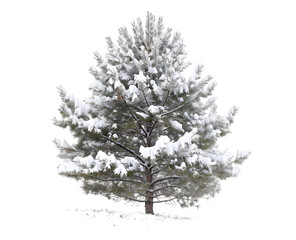 Snow-Covered Pine Tree Isolated on Transparent Background