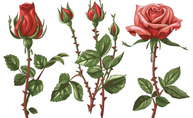 Red rose with buds and thorns vector illustration graphics isolated on a transparent background