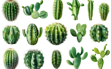 Badkamer foto achterwand Cactus Various Kinds of Green Cactus Isolated on a Transparent Background