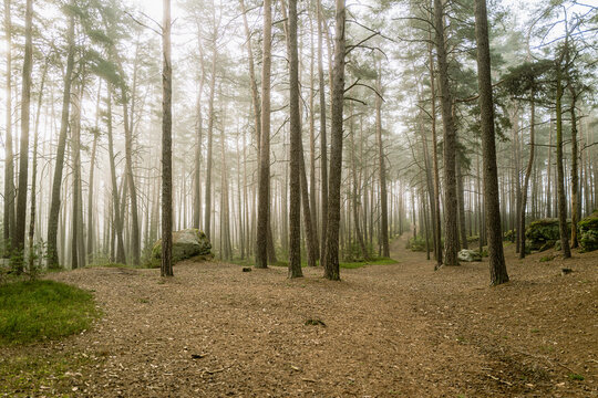 Kiefernwald im Morgennebel