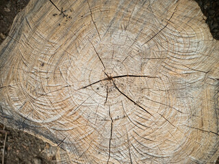 Cross section of tree trunk.Teak tree ring widths and texture.