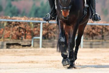 Horse with rider training on the riding arena, horse with kidney cover close-up legs and horse body.