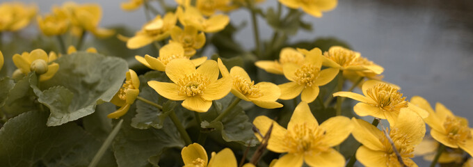 Marigold, Caltha palustris. Yellow flowers of marigolds on the river at spring time. Yellow marsh marigold flowers.