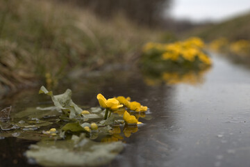 Marigold, Caltha palustris. Yellow flowers of marigolds on the river at spring time. Yellow marsh...