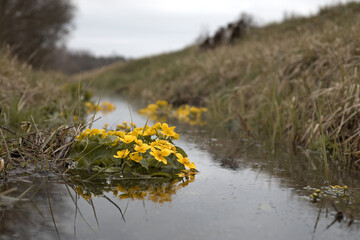 Marigold, Caltha palustris. Yellow flowers of marigolds on the river at spring time. Yellow marsh marigold flowers.