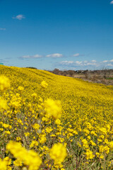 Obraz premium 春の到来を告げるなの花畑
