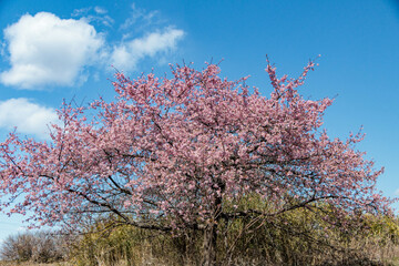 春を告げる早咲の桜
