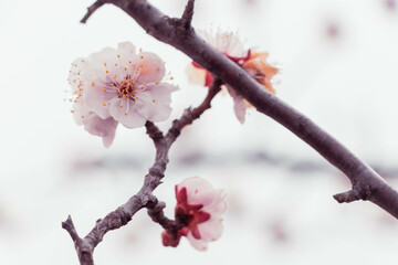 春を告げる早咲の桜
