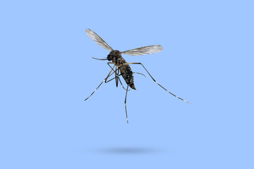 Flying mosquito isolated on blue background - obrazy, fototapety, plakaty