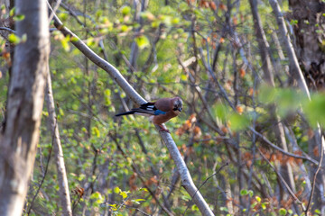 bird on a branch