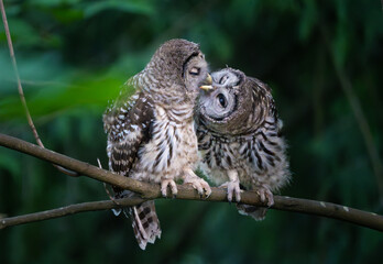 Baby barred owlets perched on a tree branch