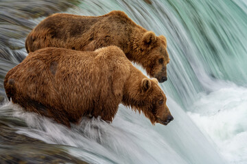 Alaska Brown Bears fishing on the lip of the river in Katmai National Park