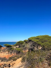 Trees at the ocean coast, blue seascape background, blue sky