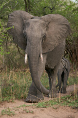 Fototapeta na wymiar Group of African Elephant (Loxodonta africana) in South Luangwa National Park, Zambia