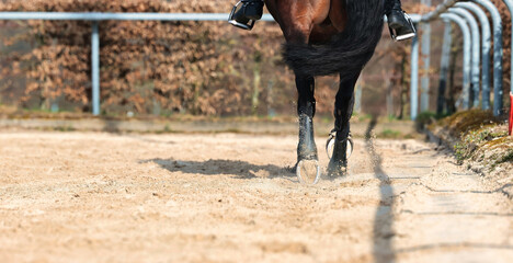 Horse with rider training on the riding arena, horse with kidney cover close-up legs and horse body.