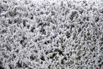 Frost on a winter morning