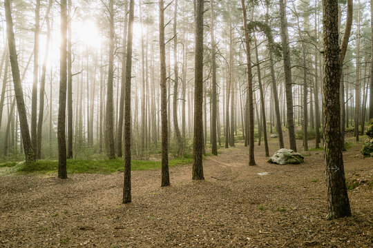 Kiefernwald im Morgennebel