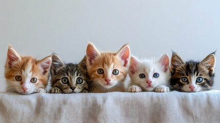 Group of five different adorable kittens isolated on background, cute cats, copy space, mockup....