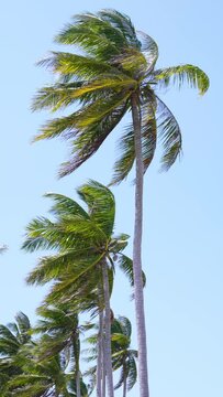 Coconut trees with the wind and the blue sky