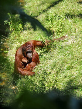 An orangutan sitting in green grass in Apenheul, Netherlands