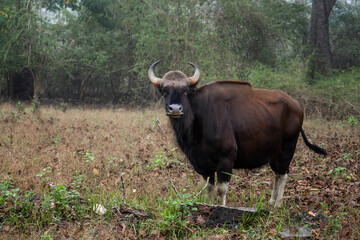 Indian Gaur - Bos gaurus, the biggest in the world beautiful wild cattle from South Asian forests and woodlands, Nagarahole Tiger Reserve, India. - 755543805