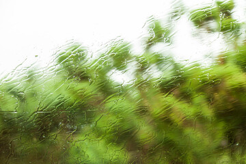 ventana con gotas de agua y vao por la lluvia en el exterior visualizando un paisaje de arboles verdes a través de las costas - obrazy, fototapety, plakaty