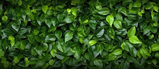 This close-up shot showcases a vibrant green leafy wall, perfect for use as decor or a background. The leaves are dense and close together, creating a lush and textured surface. - Powered by Adobe
