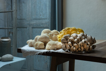 Variety of big raw mushrooms on the wooden table. Yellow Oyster, Lion's Maine, Blue Oyster.