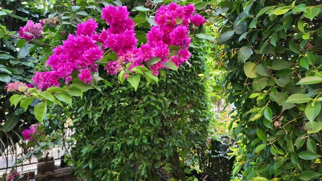 Close up blooming pink bougainvillea glabra on the tree in summer.