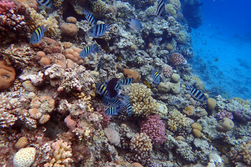 Fototapeta na wymiar nice coral reef in the Egypt, Safaga