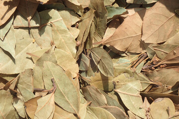 bay leaves grocery texture