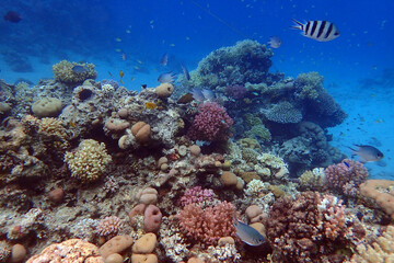 nice coral reef in the Egypt, Safaga