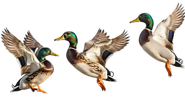 Duck png picture